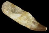 Fossil Rooted Mosasaur (Prognathodon) Tooth - Morocco #116880-1
